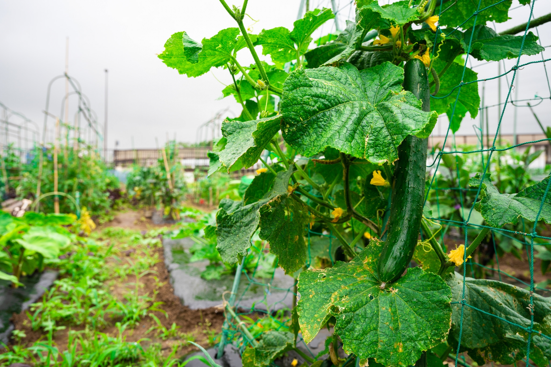 【武雄市若木町】きゅうりハウスのお手伝い♪（1/28 8:00～12:00)